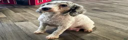 Miniature Poodle dogs for sale: Dazzler Miniature Poodle  - Ad 10