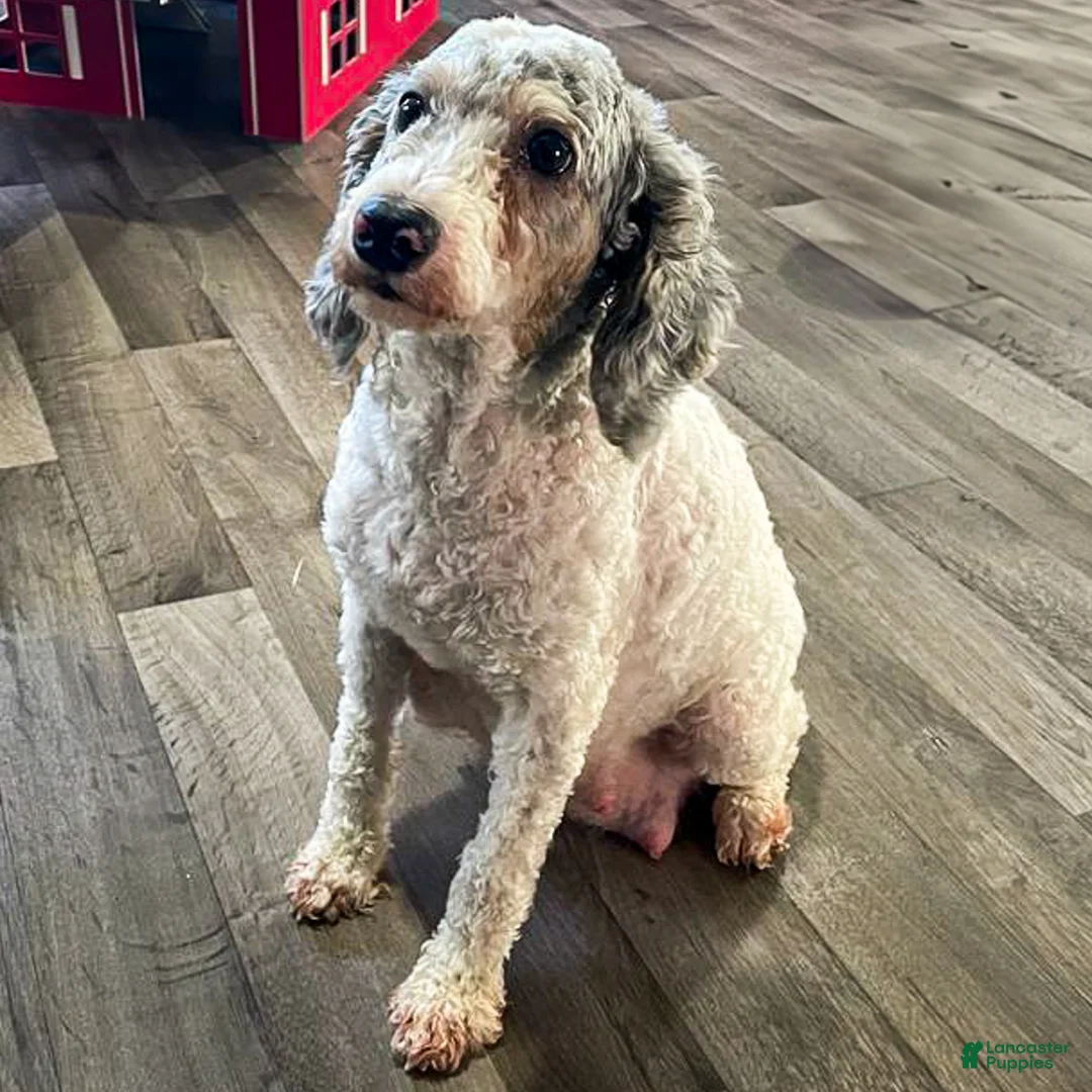 Miniature Poodle dogs for sale: Dazzler Miniature Poodle  - Ad 10