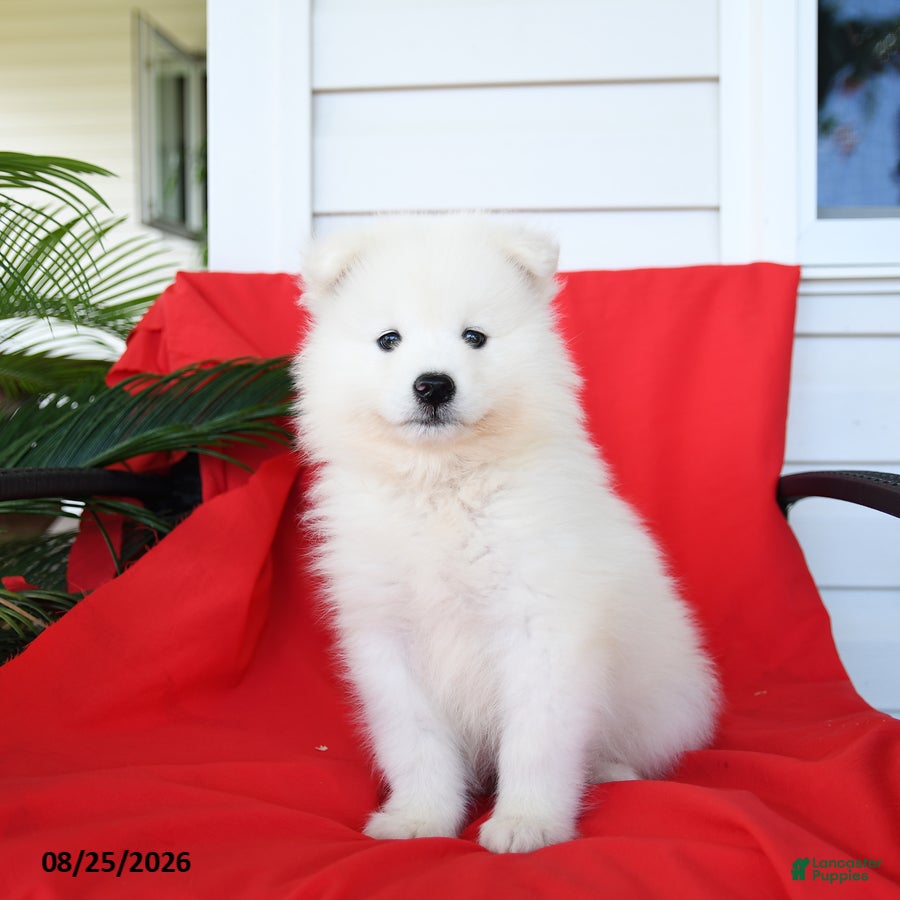 Samoyed dogs Layla - Ad 1