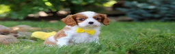 Cavalier King Charles Spaniel dogs for sale: Benji - Ad 7