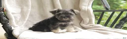 Miniature Schnauzer dogs for sale: Pete - Ad 4