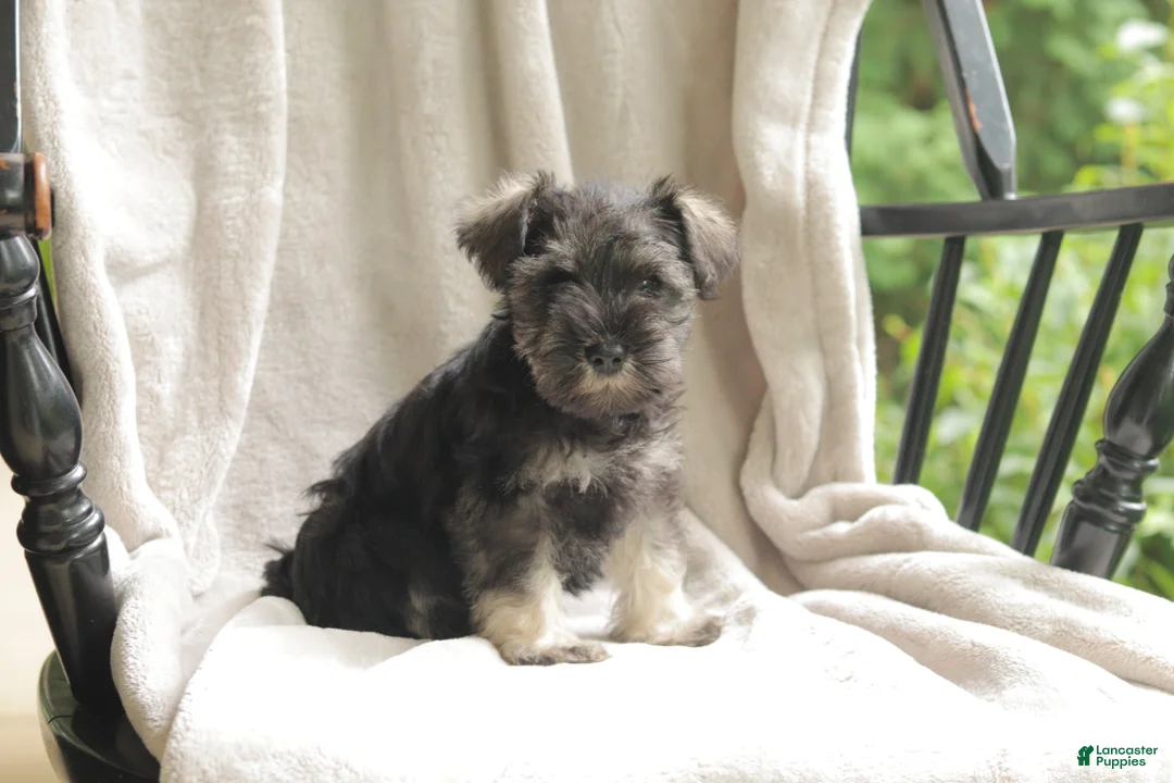 Miniature Schnauzer dogs for sale: Pete - Ad 4