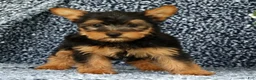 Yorkshire Terrier dogs for sale: Zeke - Ad 8