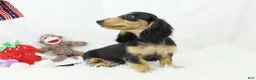 Dachshund dogs for sale: Edward BTD 6171 - Ad 4