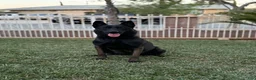 Belgian Malinois dogs for sale: Belgian Malinois 2 - Ad 2