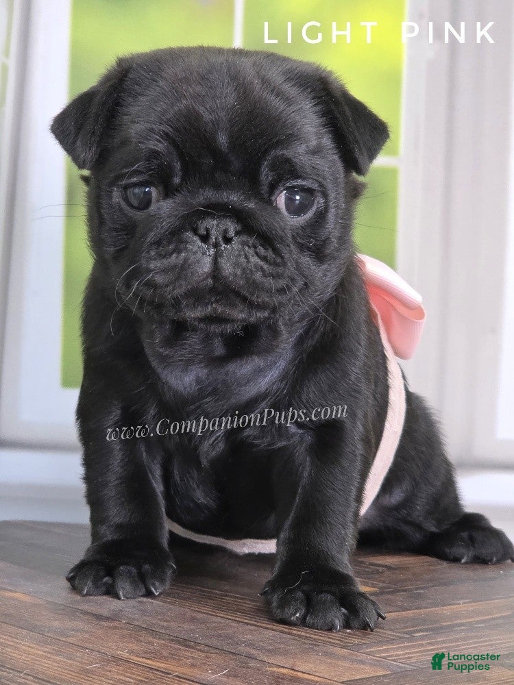 Pug dogs Light Pink - Black Female Pug - Champion Lines! - Ad 2