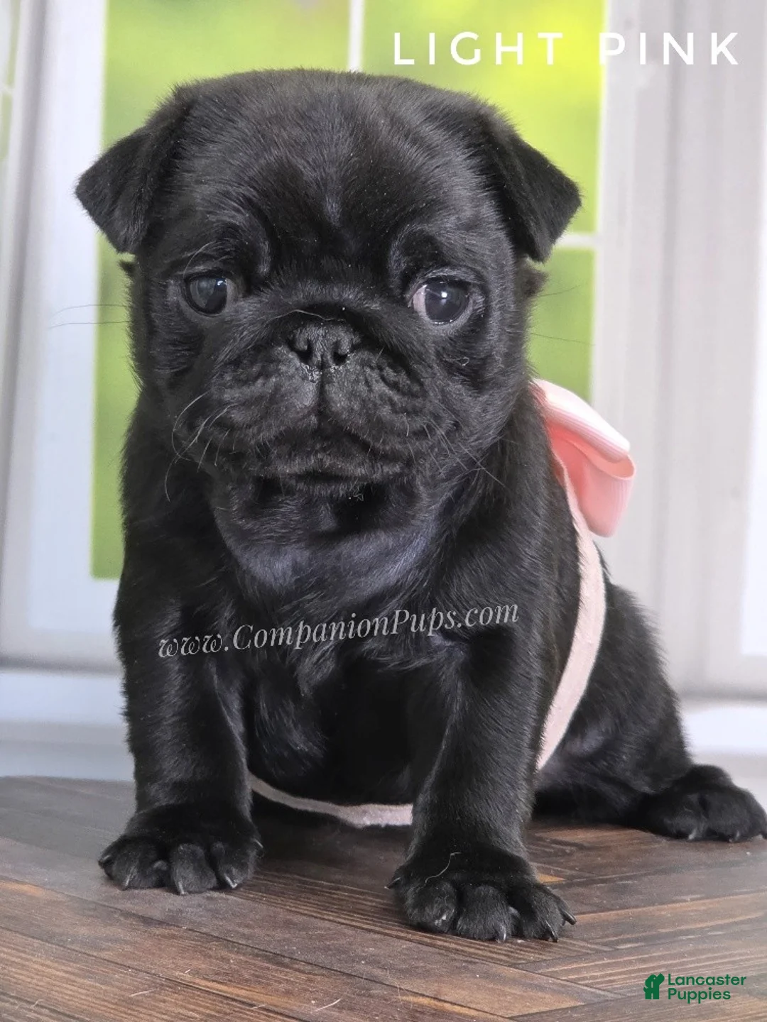 Pug dogs for sale: Light Pink - Black Female Pug - Champion Lines! - Ad 2