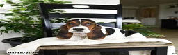 Basset Hound dogs for sale: Jupiter - Ad 2