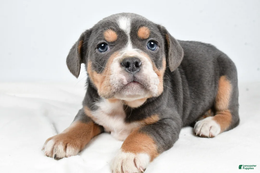 Beabull dogs for sale: Carter - Ad 2