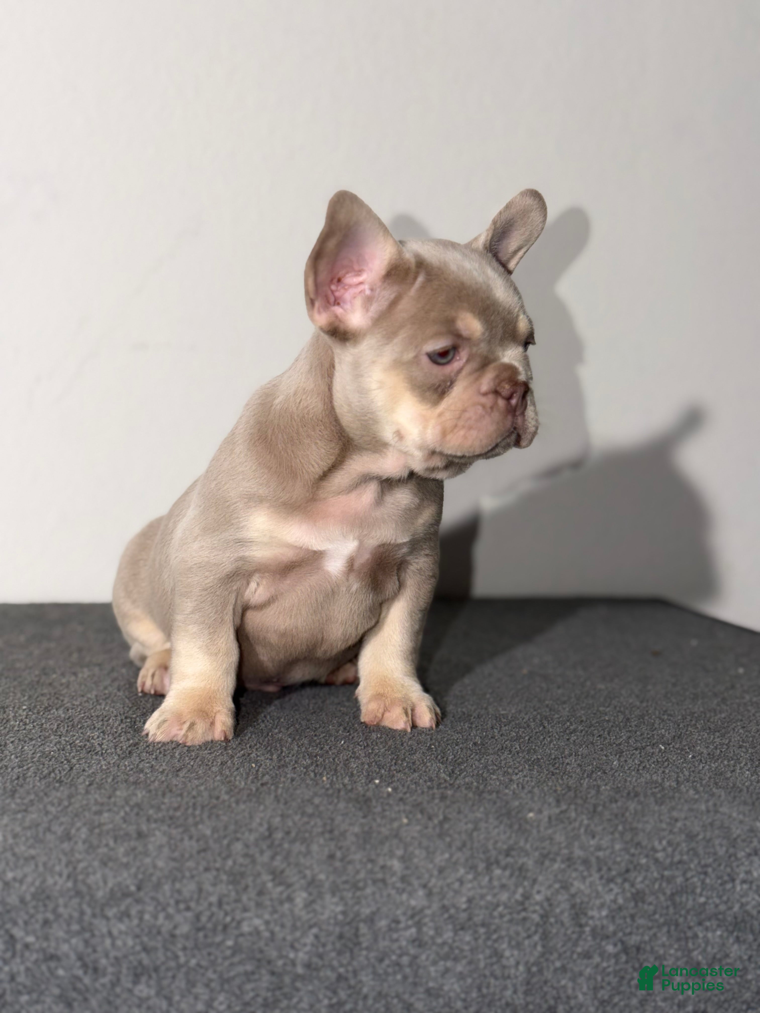 French Bulldog dogs French Bulldog Puppy 1 - Ad 2