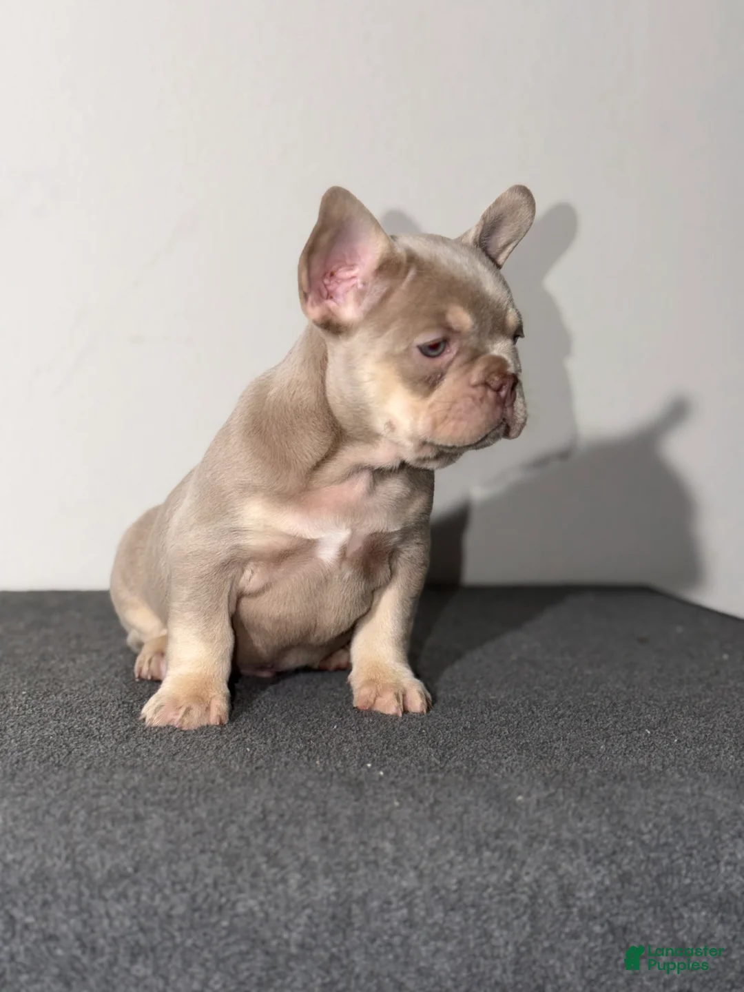 French Bulldog dogs for sale: French Bulldog Puppy 1 - Ad 2