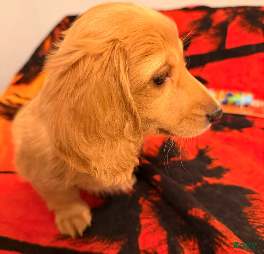 Dachshund dogs for sale: Dachshund Puppy 1 - Ad 5