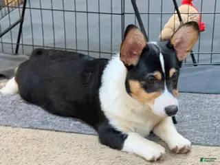 Welsh Corgi Pembroke dogs for sale: Welsh Corgi Pembroke Hammy - Ad 1