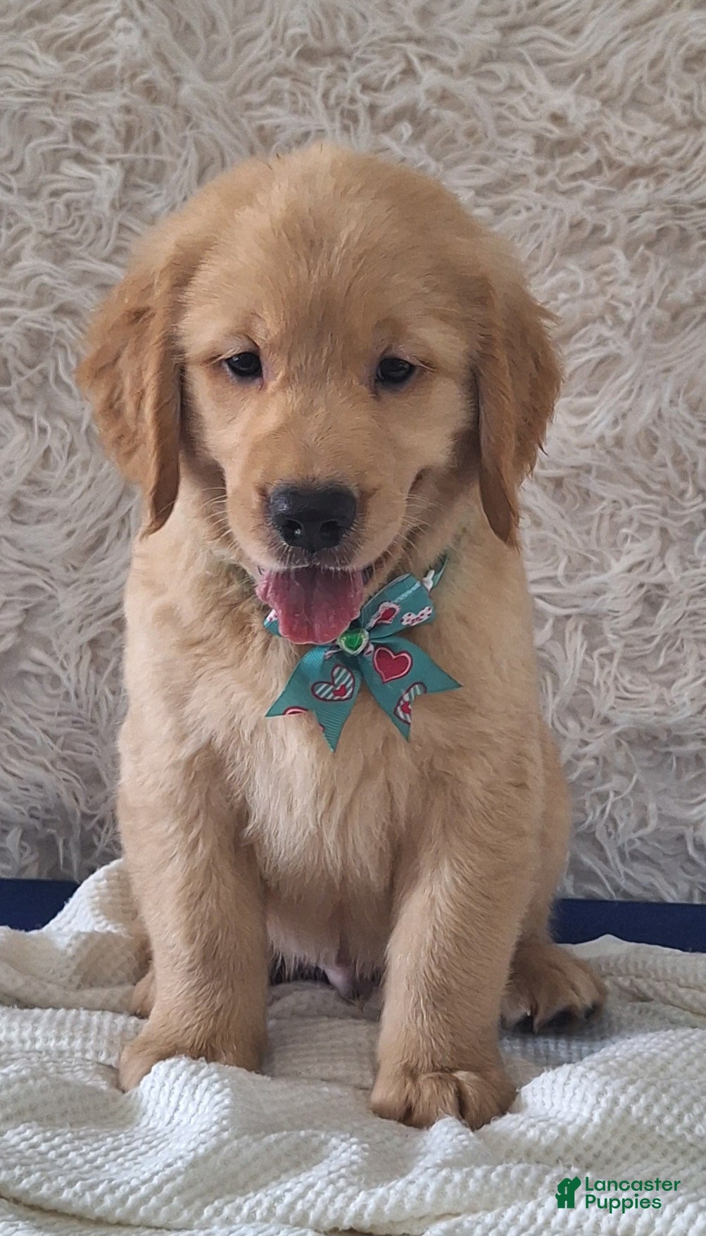 Golden Retriever dogs Matthew - Ad 2