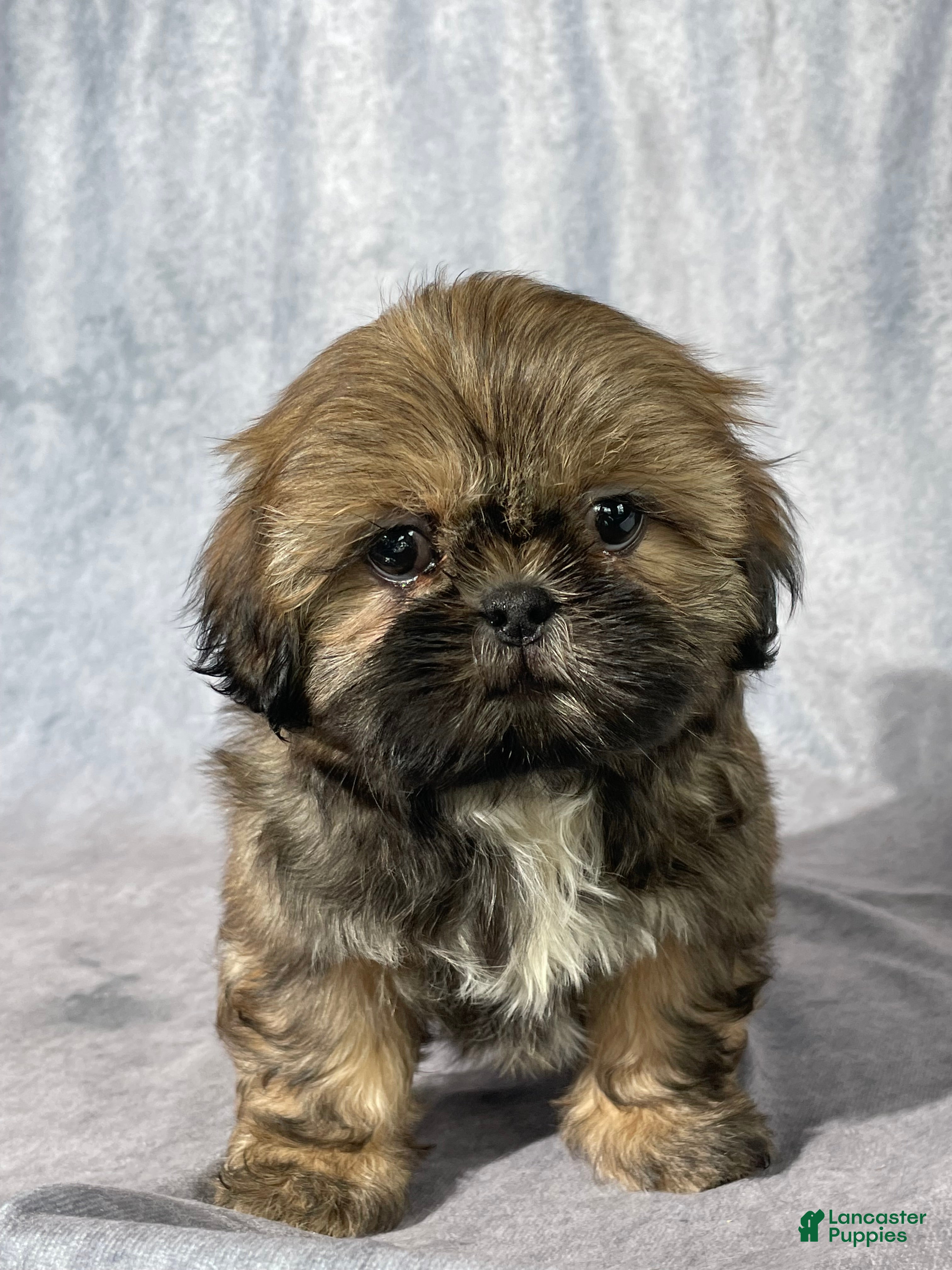 Shih Tzu dogs Theo - Ad 1