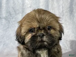 Shih Tzu dogs for sale: Theo - Ad 2