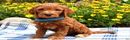 Sheepadoodle dogs for sale: Simba - Ad 1