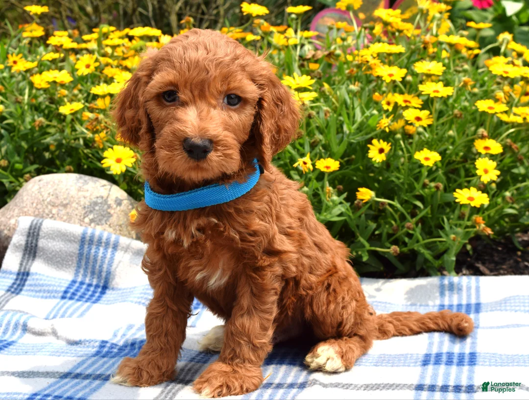Sheepadoodle dogs for sale: Simba - Ad 1