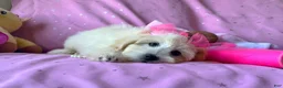 Maltipoo dogs for sale: Coco Channel - Ad 4