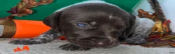German Shorthaired Pointer dogs for sale: M1 - Ad 10
