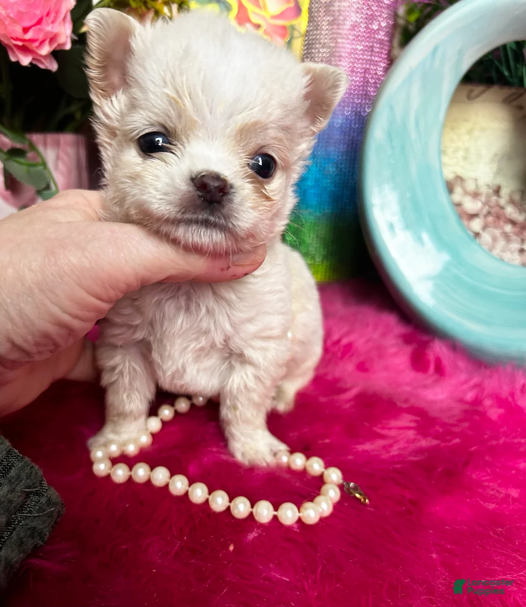 Chihuahua dogs for sale: Debs California Chis COTTON - Ad 1