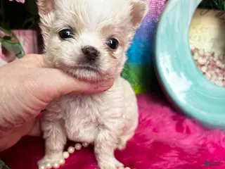 Chihuahua dogs for sale: Debs California Chis COTTON - Ad 4