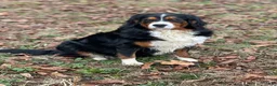Miniature Bernese Mountain Dog dogs for sale: Miniature Bernese Mountain Dog Puppy 1 - Ad 4