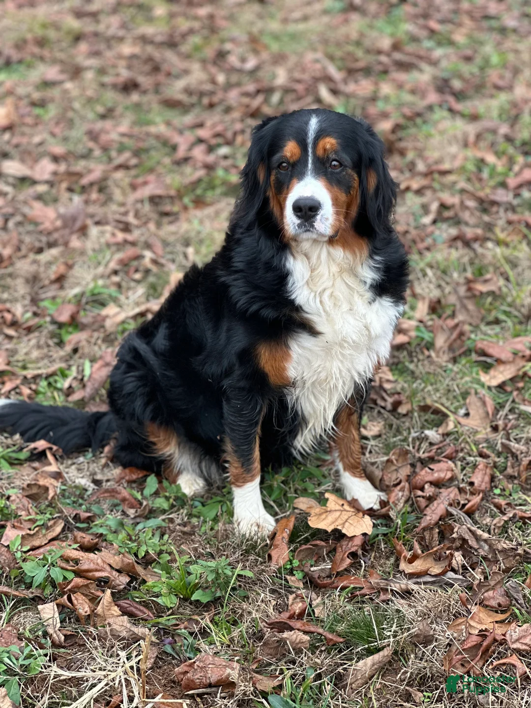 Miniature Bernese Mountain Dog dogs for sale: Miniature Bernese Mountain Dog Puppy 1 - Ad 4