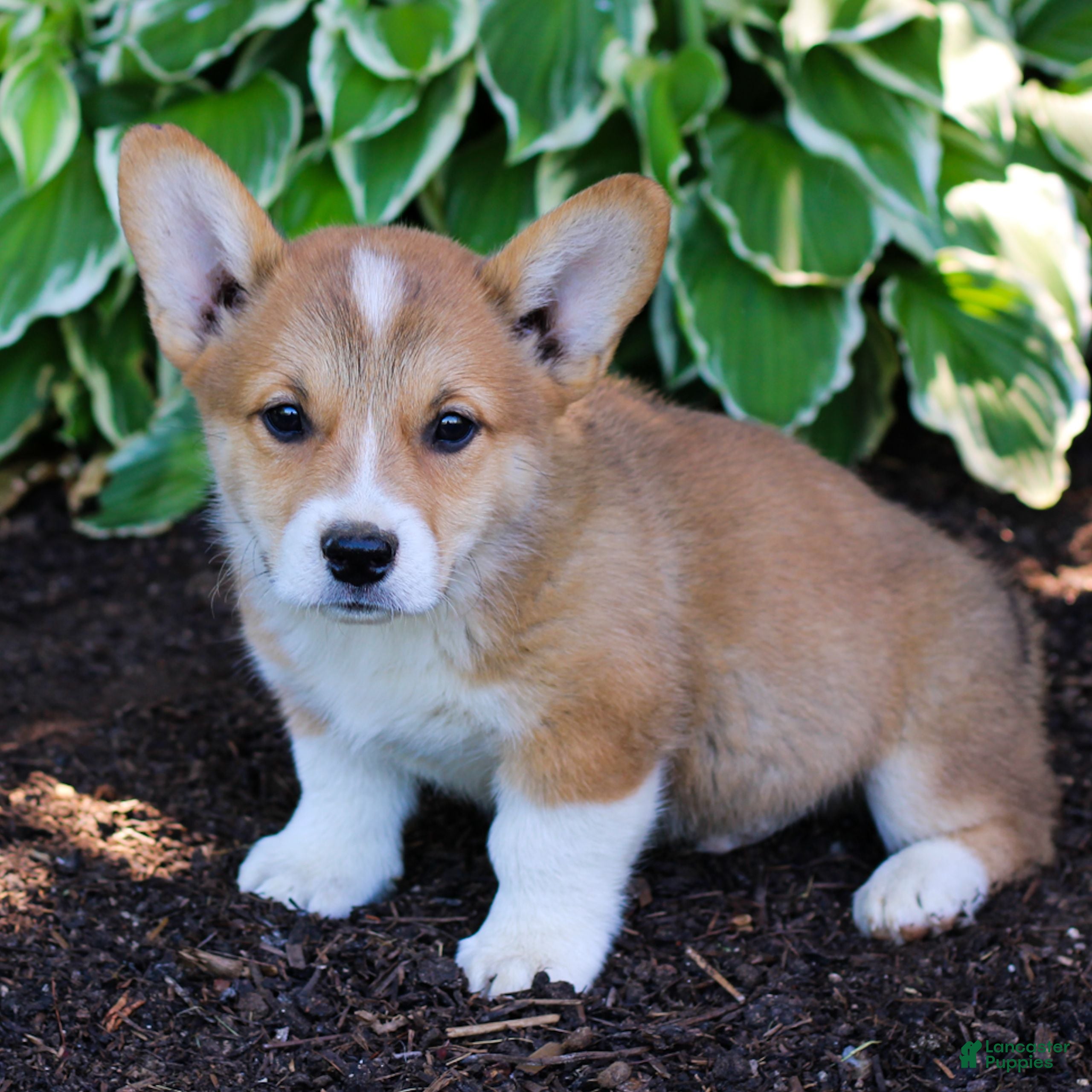 Welsh Corgi Pembroke dogs Knight  - Ad 1