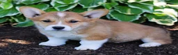 Welsh Corgi Pembroke dogs for sale: Knight  - Ad 1