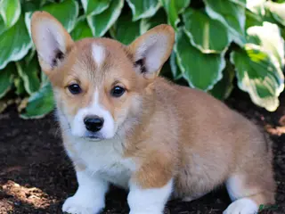 Welsh Corgi Pembroke dogs for sale: Knight - Ad 4
