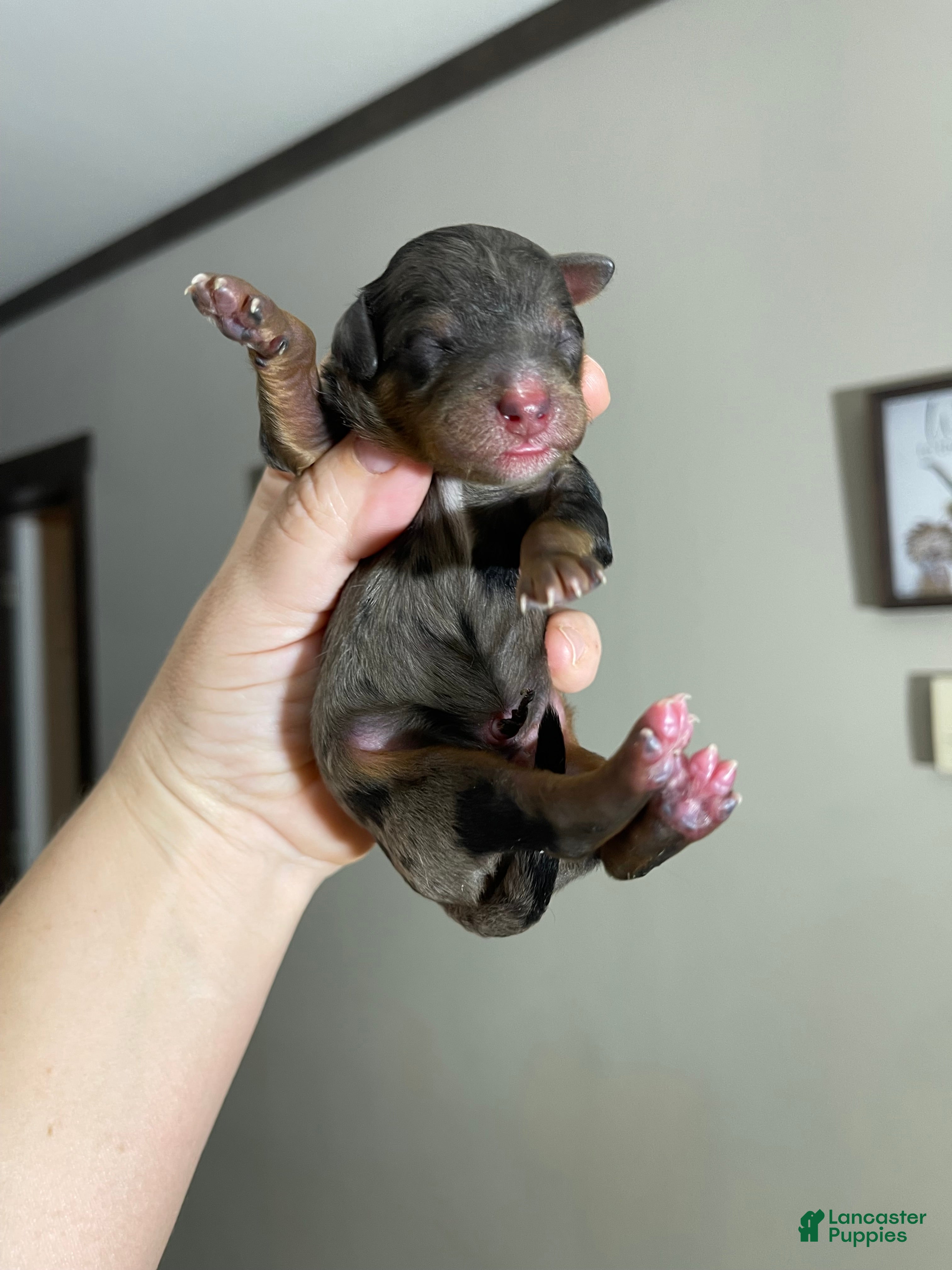 Miniature Poodle dogs Akc Blue Merle Phantom  - Ad 1