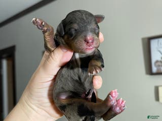 Miniature Poodle dogs Akc Blue Merle Phantom - Ad 1