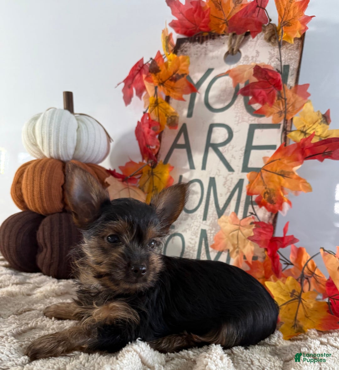 Yorkshire Terrier dogs for sale: Caesar - Ad 4