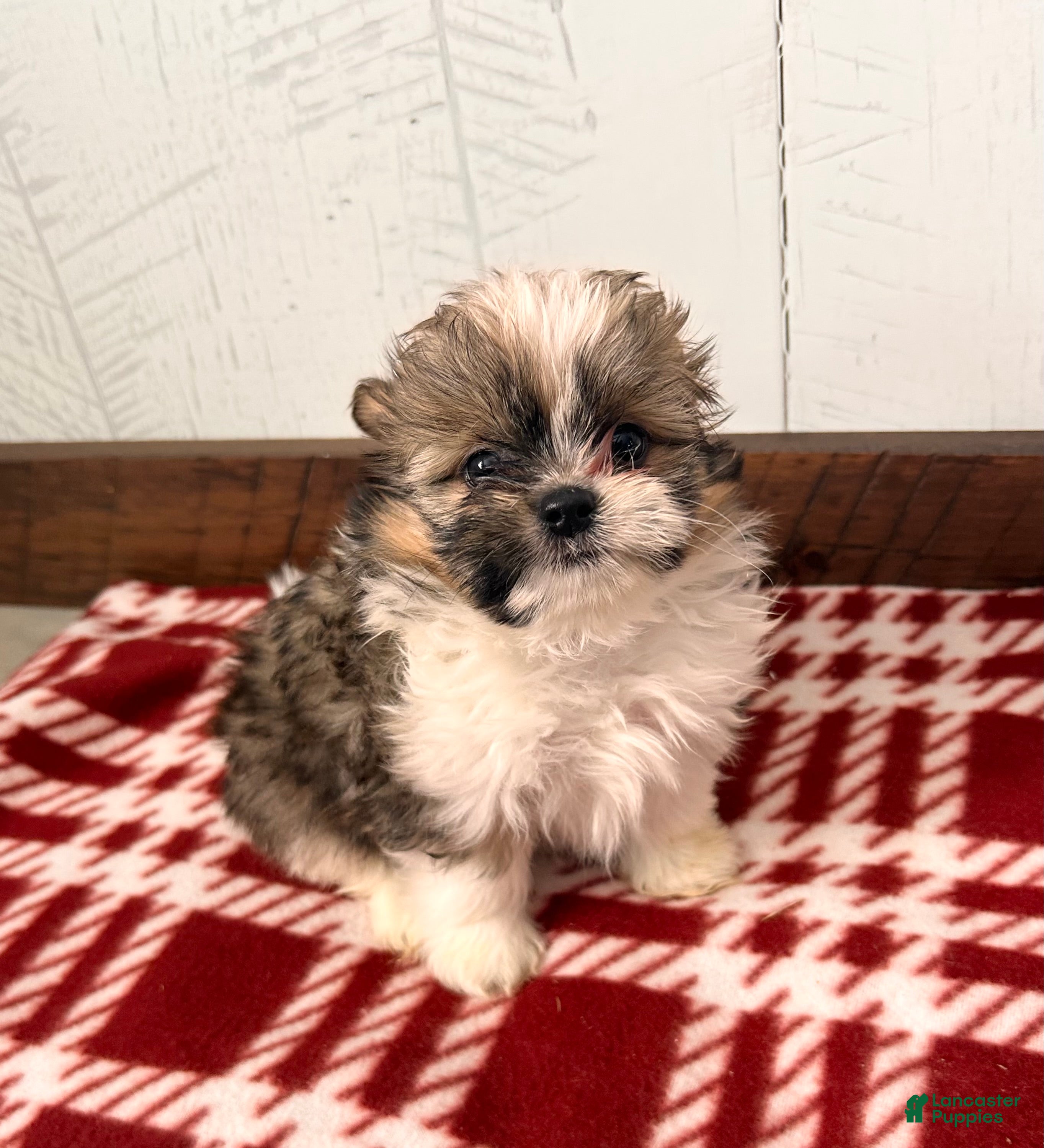 Mixed Breed dogs Gideon - Ad 2