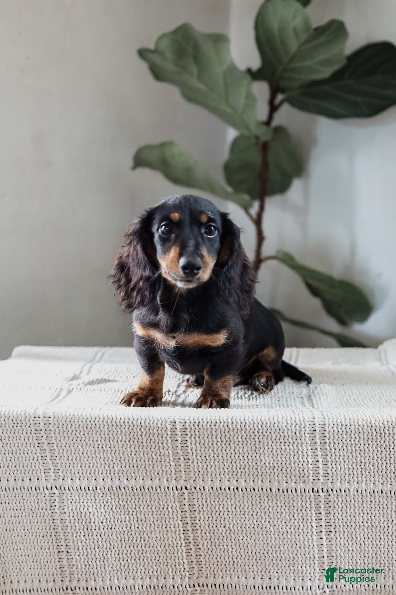 Miniature Dachshund dogs Auburn - Ad 2