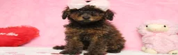 Toy Poodle dogs for sale: Sardonyx - Ad 9