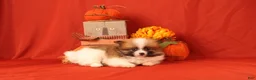Pomeranian dogs for sale: Katelyn - Ad 3
