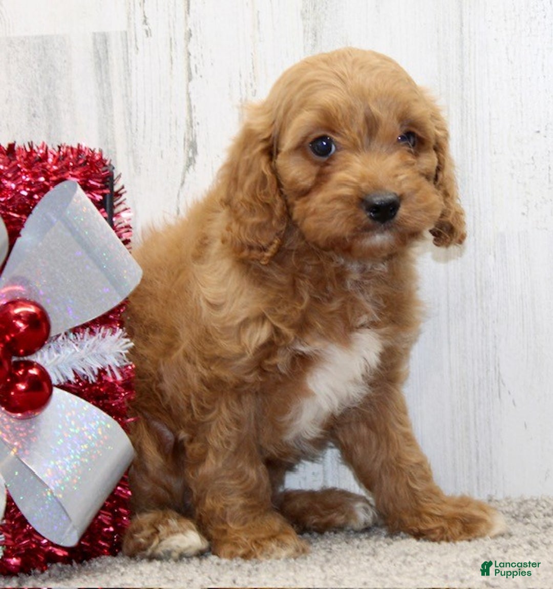 Cavapoo dogs for sale: Charlie - Ad 8