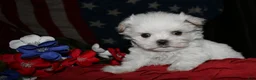 Maltese dogs for sale: Myrtle - Ad 1