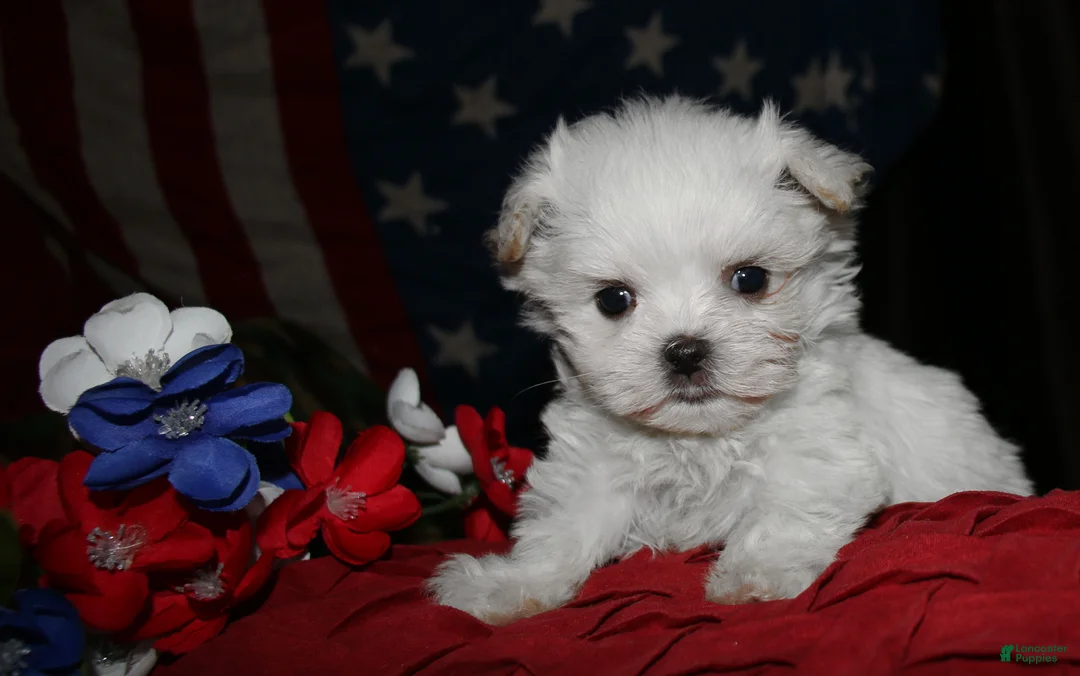 Maltese dogs for sale: Myrtle - Ad 1