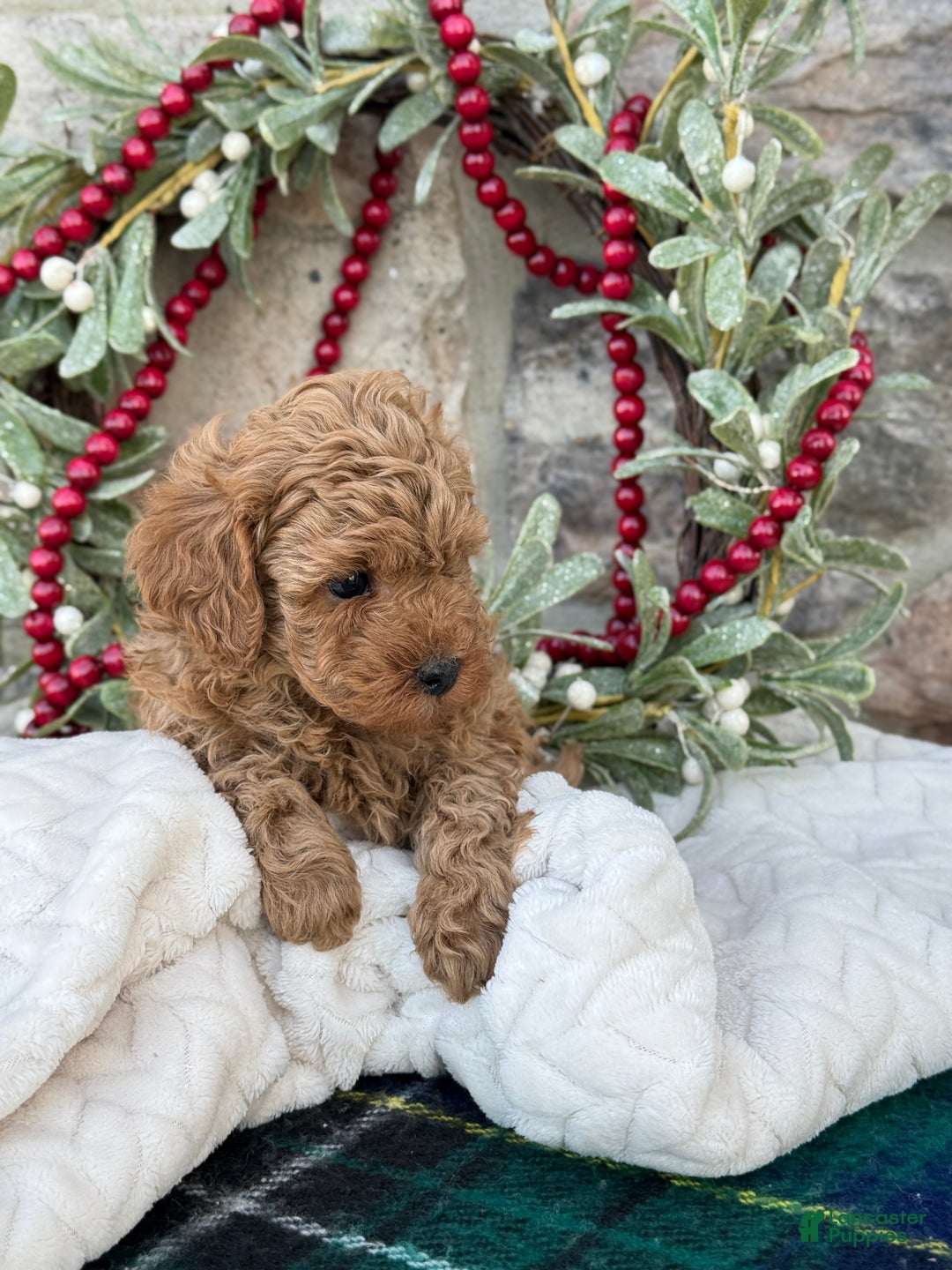 Toy Poodle dogs for sale: Trenton - Ad 5