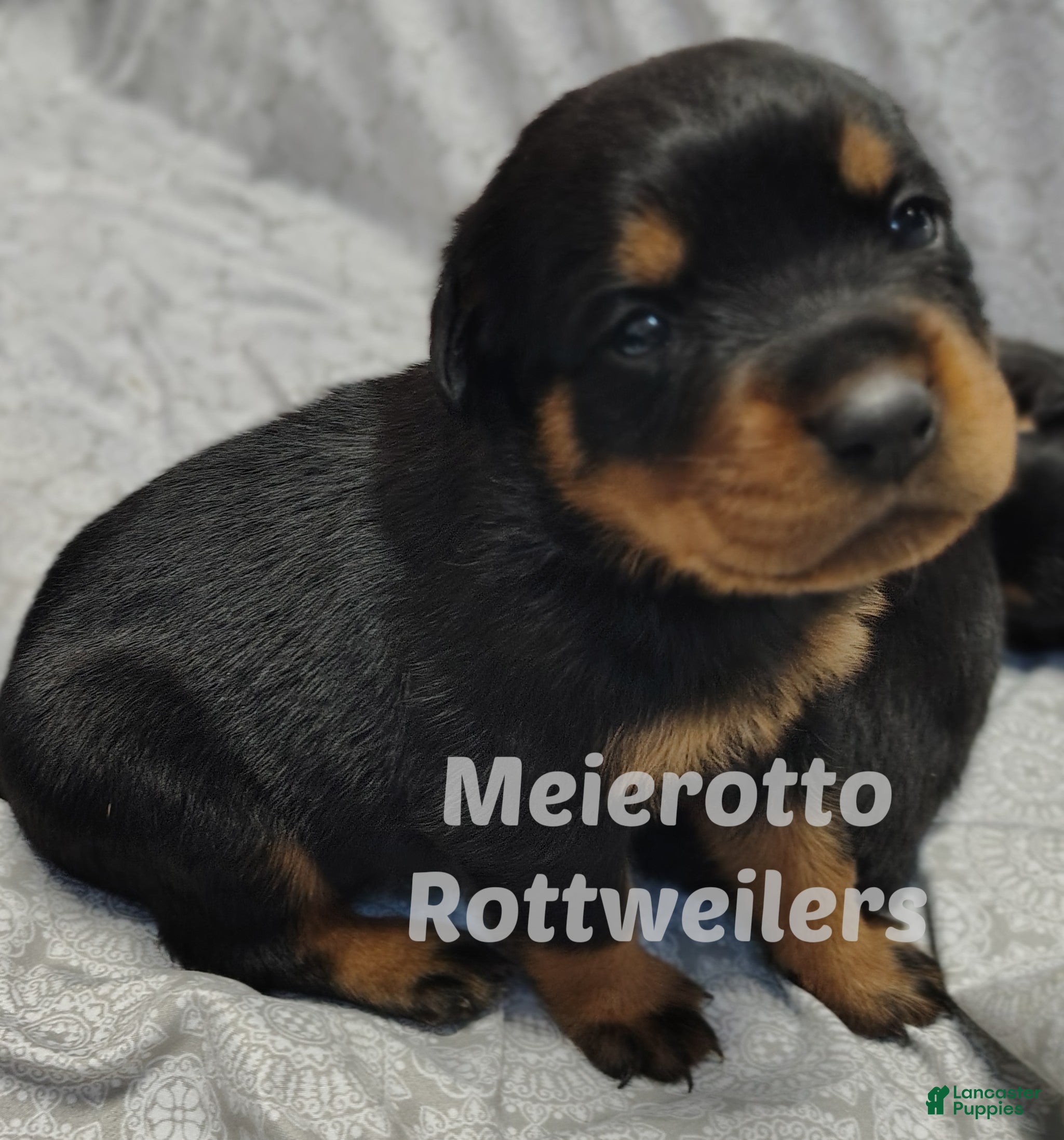 Rottweiler dogs Rottweiler Puppy 1 - Ad 1