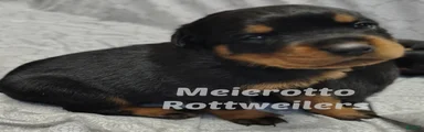 Rottweiler Puppy 1