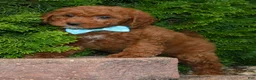 Cockapoo dogs for sale: Kenya - Ad 9