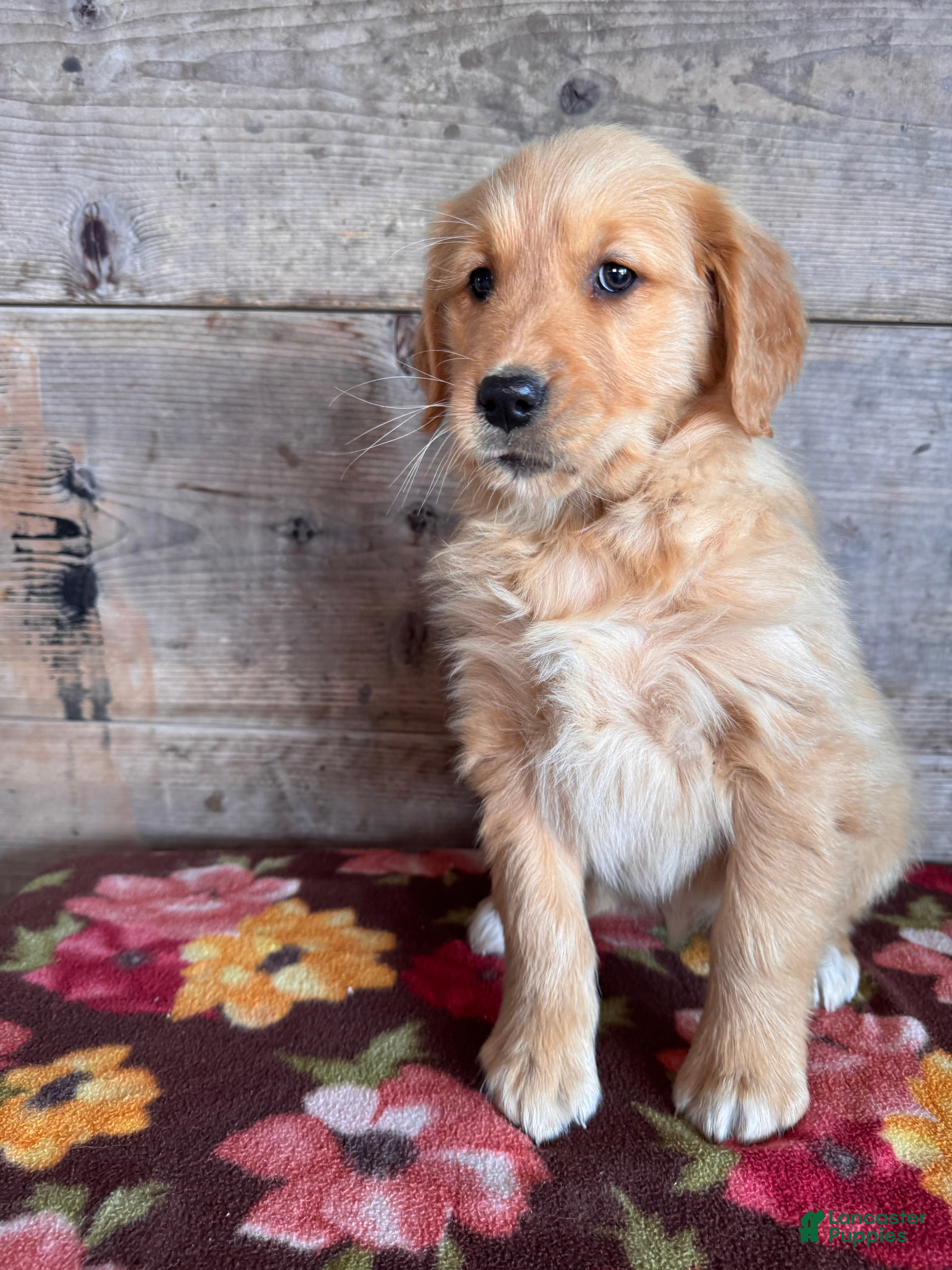 Golden Retriever dogs Golden Retriever Puppy 2 - Ad 1