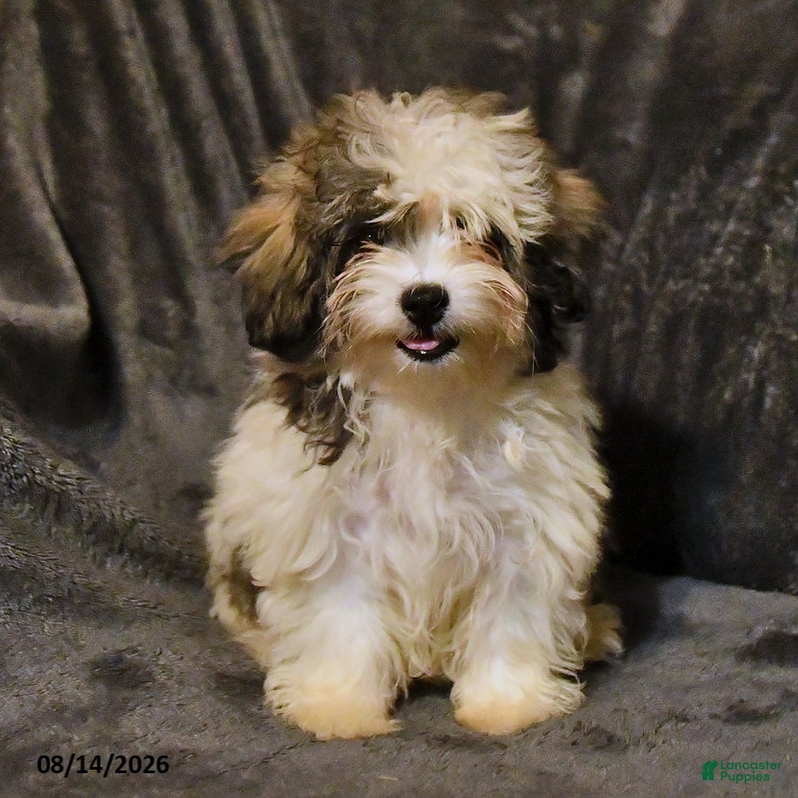 Shihpoo dogs Skye - Ad 1
