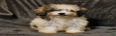 Skye