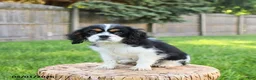 Cavalier King Charles Spaniel dogs for sale: Mason - Ad 3