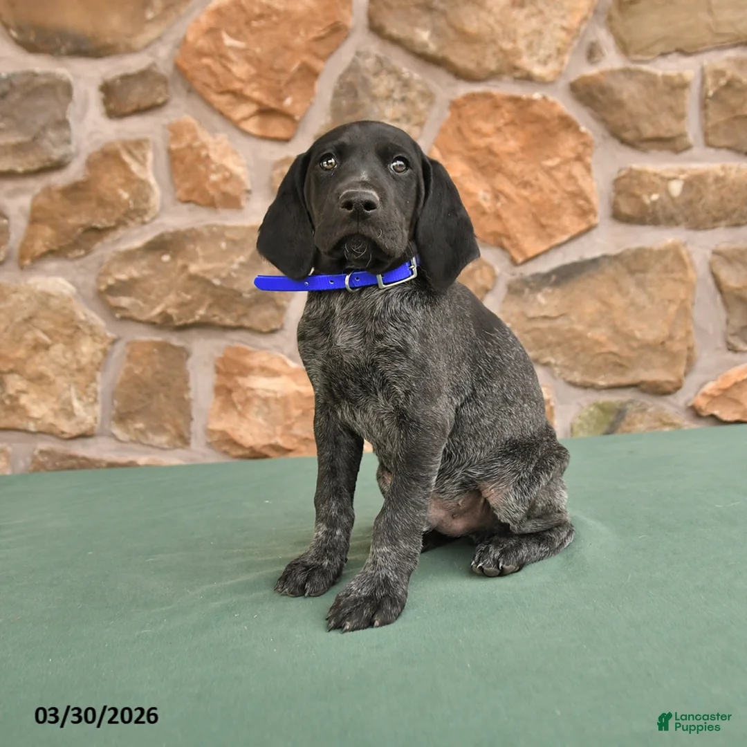 German Shorthaired Pointer dogs for sale: Elmo - Ad 1